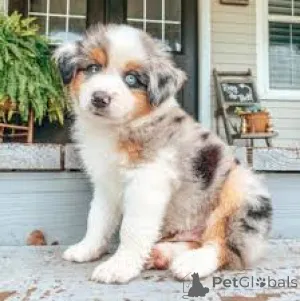 Фото №2 к объявлению №161874 о продаже австралийскую овчарку - купить в США частное объявление, заводчик