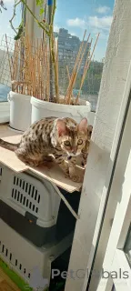 Дополнительные фото: Savannа f6