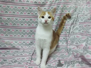 Фото №2 к объявлению №157454 о продаже  - купить в Беларуси частное объявление