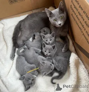 Фото №1. сиамская - купить в Калифорния за договорная. Объявление №161187