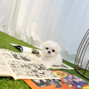 Фото №4. Продажа мальтийскую болонку в Череповце из приюта - цена 78852₽