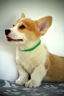 Дополнительные фото: Валлийский корги Пемброк красивые щенки