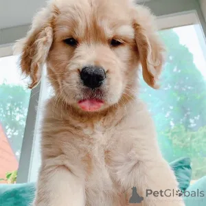 Фото №1. золотистый ретривер - купить в Фредериксхавн за 92767₽. Объявление №167508