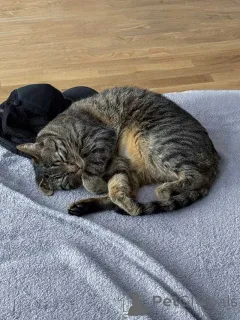 Дополнительные фото: Ищет дом кот, который умеет любить