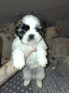 Дополнительные фото: Идеальные чистокровные щенки Ши-Тцу.