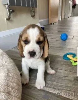 Фото №1. бигль - купить в Вайсвампач за договорная. Объявление №166998