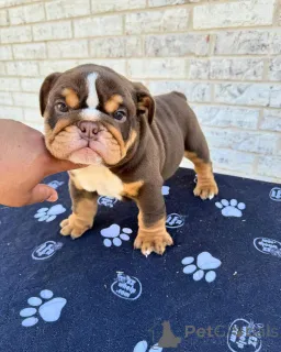 Фото №3. Wunderschöne English Bulldoggen-Welpen suchen einliebevolles neues Zuhause.  Германия