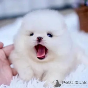 Фото №4. Продажа  в Бададжоз  - цена договорная