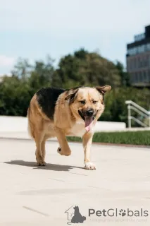 Дополнительные фото: Дынька ждёт своего человека.
