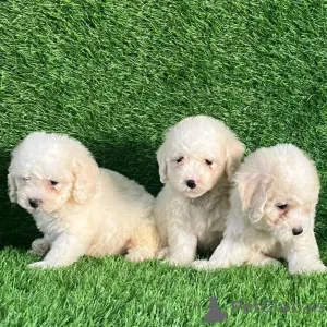 Фото №3. Wunderschöne Bichon-Frisé-Welpen suchen einliebevolles neues Zuhause.  Люксембург