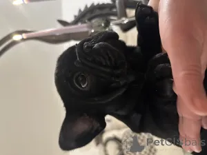 Дополнительные фото: Эксклюзив! Щенки французского бульдога.