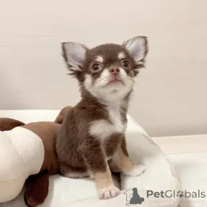 Фото №2 к объявлению №151219 о продаже чихуахуа - купить в Германии частное объявление