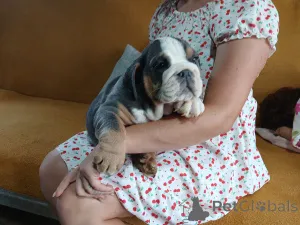 Дополнительные фото: Английский бульдог