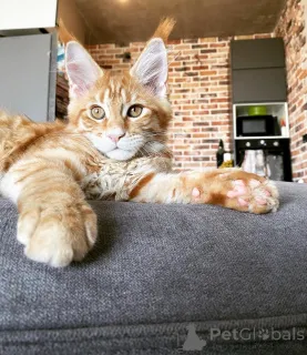 Фото №2 к объявлению №144961 о продаже мейн-кун - купить в Германии заводчик