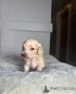 Фото №3. Прозрачные кремовые миниатюрные таксы.  Эстония