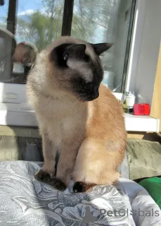 Дополнительные фото: Ищет дом пожилая, очень нежная тайская кошка по имени Сюся