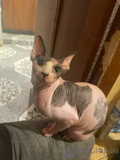 Фото №1.  - купить в Минске за 4348₽. Объявление №147111