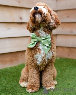 Фото №2 к объявлению №157668 о продаже лабрадудля - купить в Швейцарии частное объявление