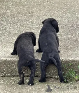 Фото №3. Cane Corso щенки.  Сербия