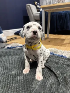 Фото №1.  - купить в Gräsa за Бесплатно. Объявление №162106