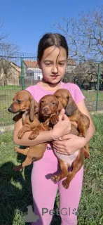 Дополнительные фото: У нашей красавицы родились великолепные щенки.