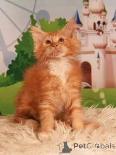 Дополнительные фото: vladi