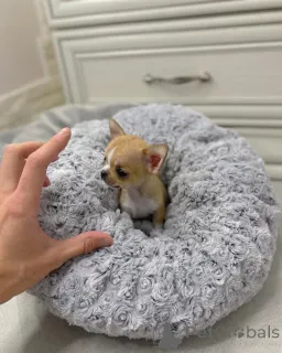 Фото №1. чихуахуа - купить в Албама за 53225₽. Объявление №149235