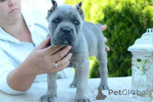 Дополнительные фото: Кане Корсо, сука и кобель