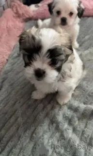 Фото №4. Продажа беспородную в Innsbruck заводчик - цена 28294₽