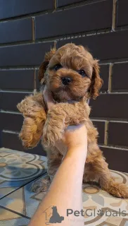 Дополнительные фото: Юлия Кожухар