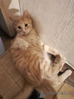 Фото №4. Продам  в Москова частное объявление - цена Бесплатно