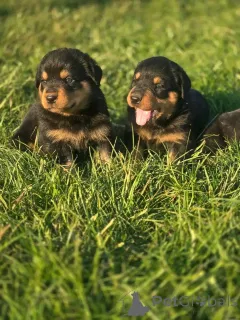 Фото №2 к объявлению №139739 о продаже  - купить в США заводчик