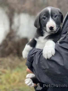 Фото №3. Очаровательные малышки - сестрёнки ищут дом!.  Россия