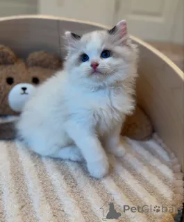 Фото №1. рэгдолл - купить в Америка за договорная. Объявление №156961