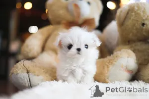 Фото №3. Дом декана Джанет Кей.  США