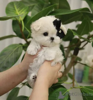 Фото №2 к объявлению №162887 о продаже  - купить в Австралии 