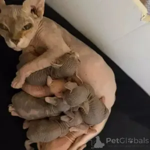 Фото №1. донской сфинкс - купить в Эссинген за 35251₽. Объявление №167259