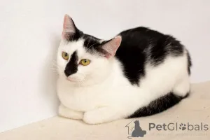 Дополнительные фото: Чудесные кошечки-сестрички Малышка и Мура в дар