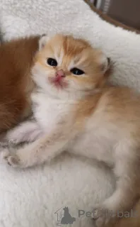 Дополнительные фото: Британские золотые шиншиллы бронирование котят из питомника WCF, родившихся