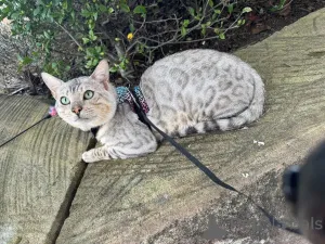 Фото №1. бенгальская - купить в Дюссельдорфе за 69575₽. Объявление №152548