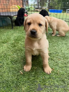 Фото №3. Щенки English Yellow Labs Chunky & Sweet уже в продаже.  Германия