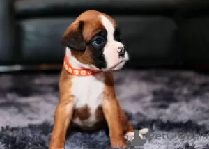 Дополнительные фото: Rassehunde-boxerwelpen