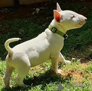 Фото №1. бультерьер - купить в Барселе за договорная. Объявление №166367