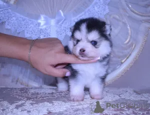 Дополнительные фото: Щенки Помски микро