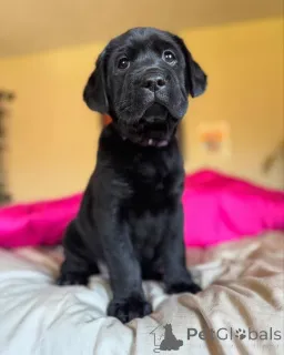 Дополнительные фото: Готово сейчас! 12-недельные черно-желтые щенки лабрадора (кобель и сука)