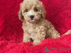 Фото №1. мальтипу - купить в Берлине за 83490₽. Объявление №149849