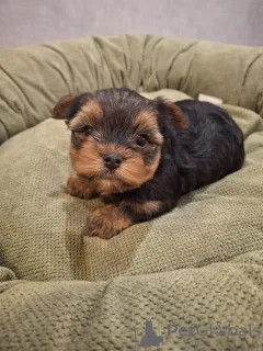 Дополнительные фото: Миниатюрные щенки Йорка.