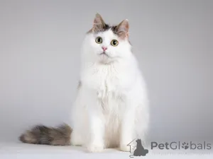 Дополнительные фото: Ласковая Зая, котёнок-подросток, девочка, трёхцветка.