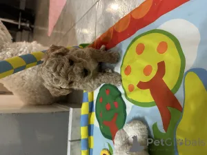 Дополнительные фото: Бичпу собаки