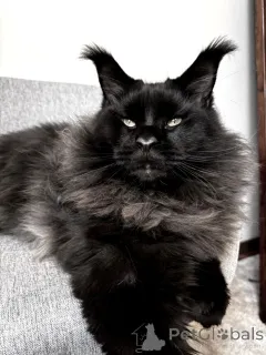 Фото №2 к объявлению №145484 о продаже мейн-кун - купить в России из питомника, заводчик